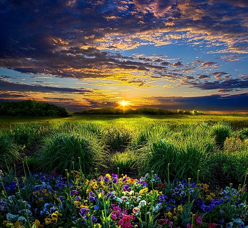 Field of Flowers at Sunset — Green