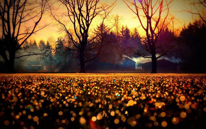 Field of Flowers at Sunset — Orange