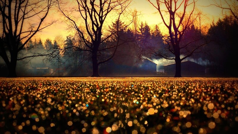 Field of Glowing Lights — Gold, Serene