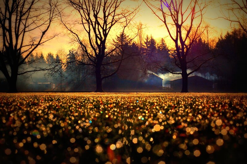 Field of Glowing Lights — Gold