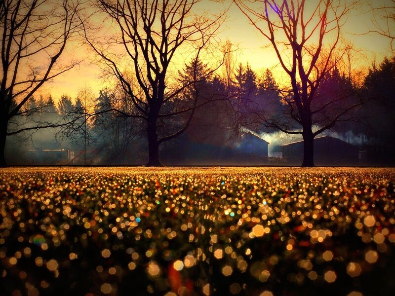 Field of Glowing Lights