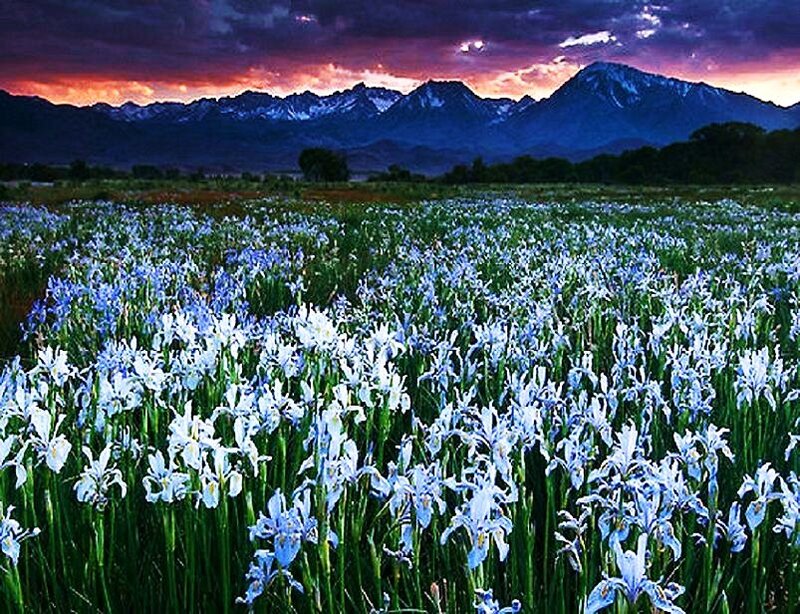 Field of irises at sunset