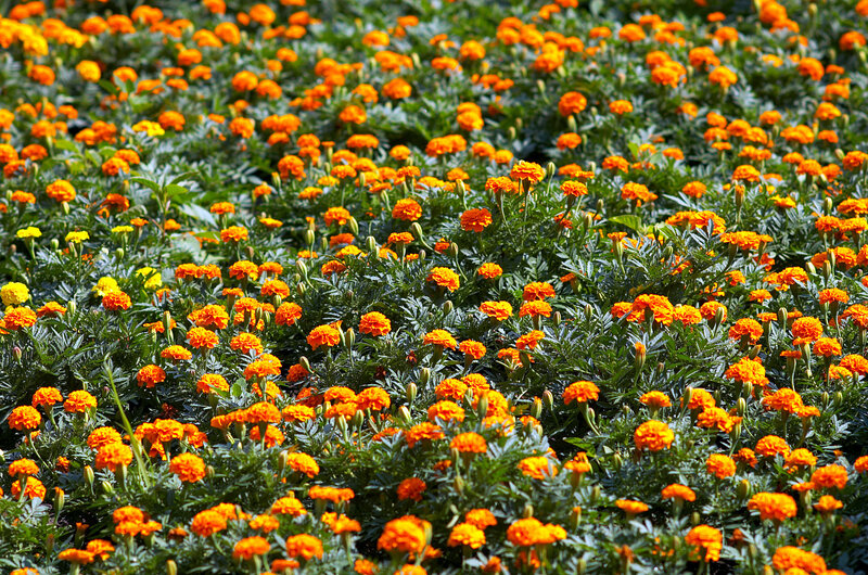 Field of marigold flowers