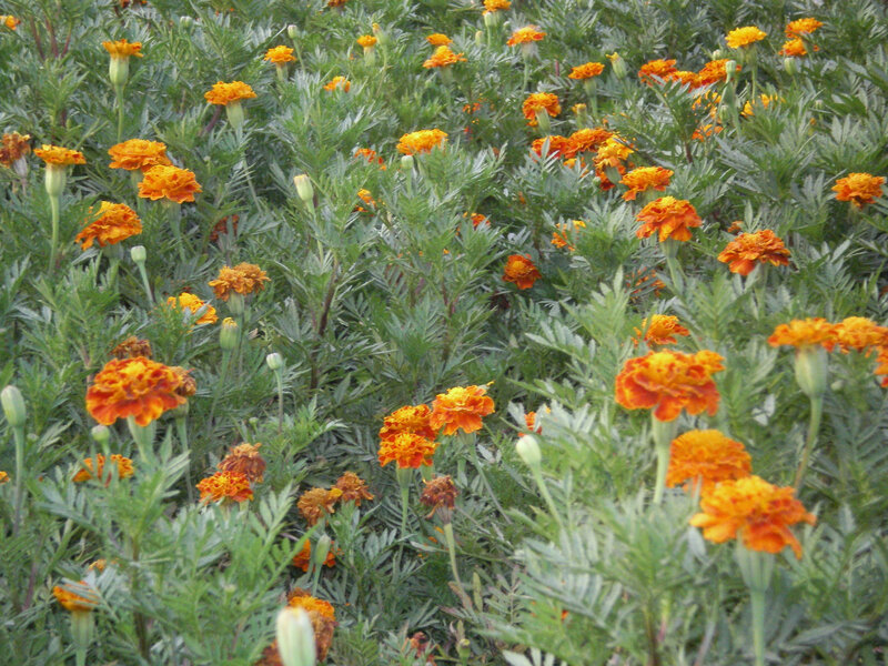 field of marigold flowers