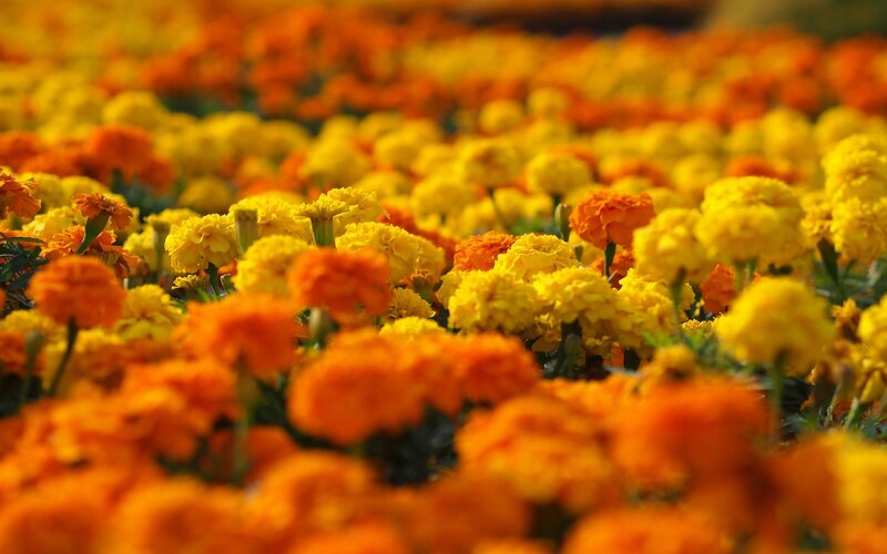 Field of marigold flowers