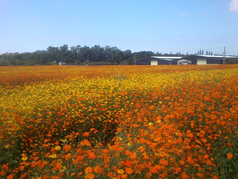 Field of Orange and Yellow Flowers — Serene