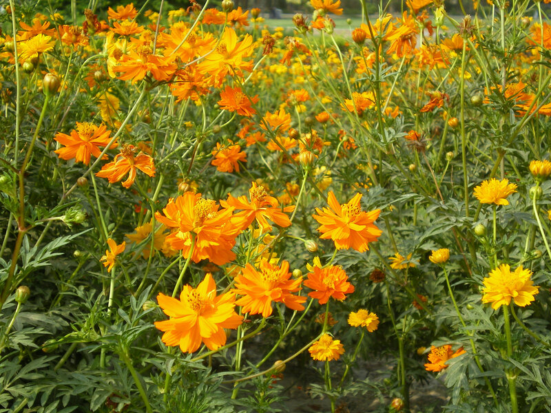 Field of orange cosmos flowers