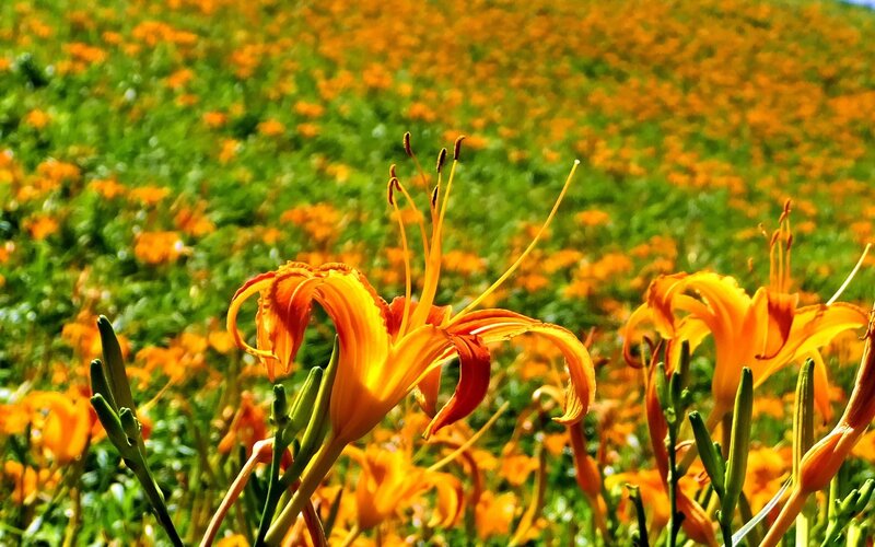 Field of orange daylilies