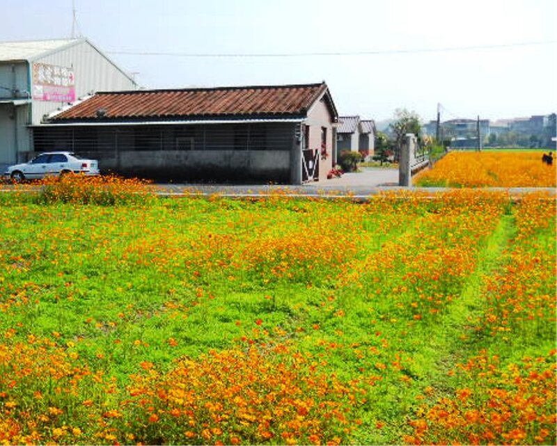 Field of Orange Flowers — Calm