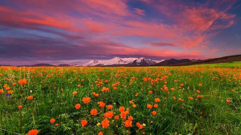 Field of Orange Flowers — Dramatic, Sunset