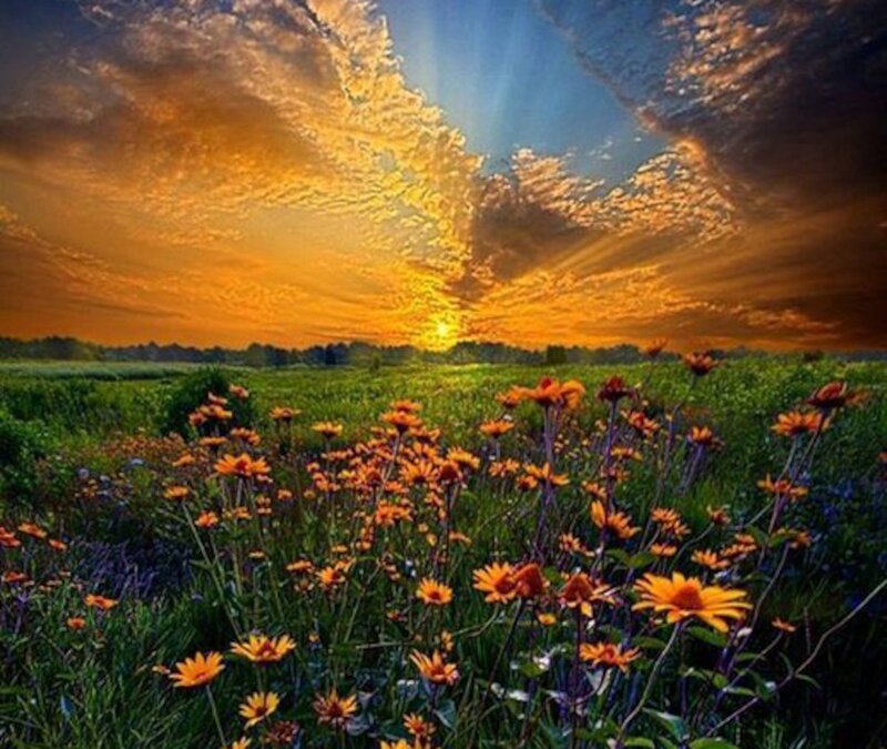 Field of Orange Flowers — Dramatic