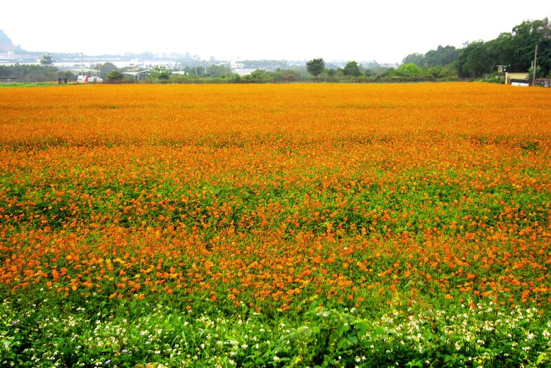 Field of Orange Flowers — Serene, Afternoon, Photograph