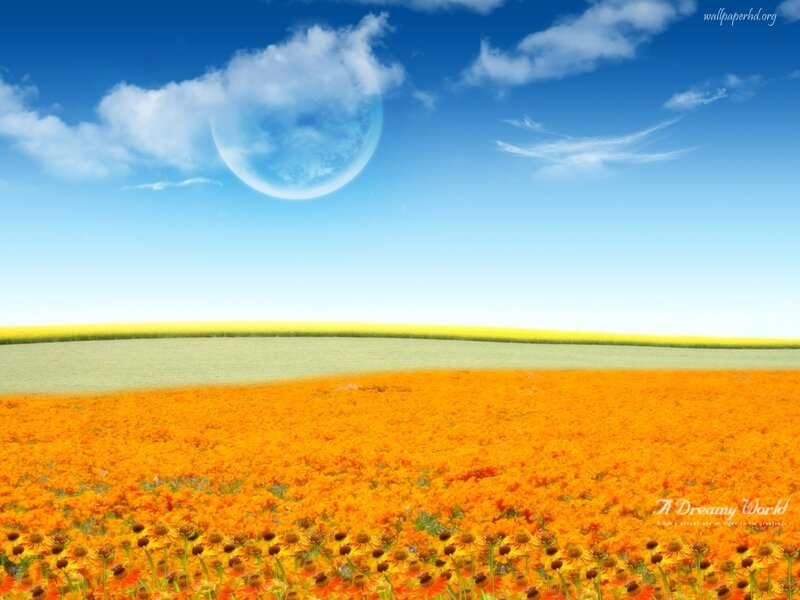 Field of Orange Flowers