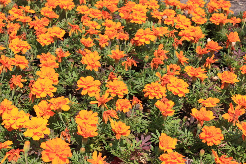 Field of orange marigold flowers