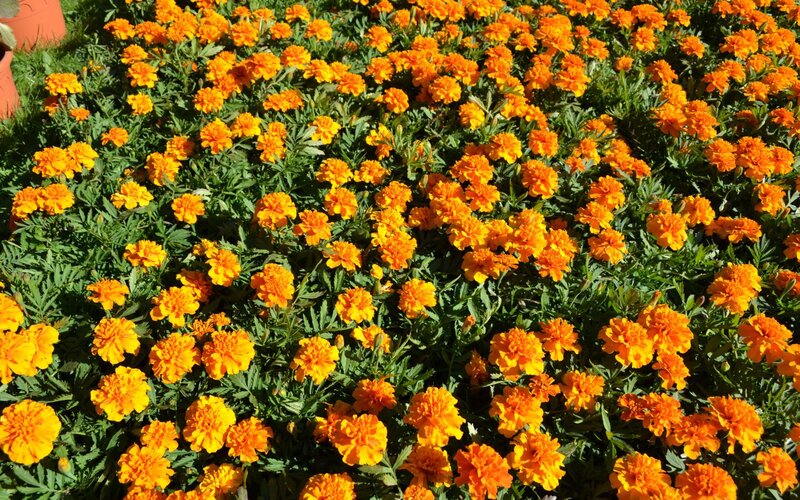 Field of orange marigold flowers