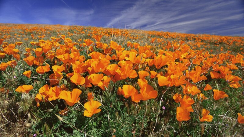 Field of orange poppies