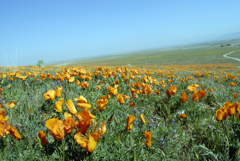 Field of orange poppies