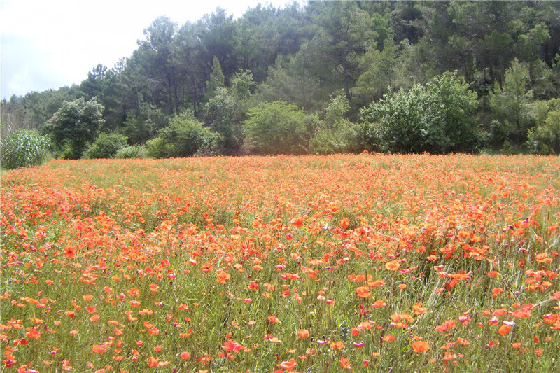 Field of orange poppies
