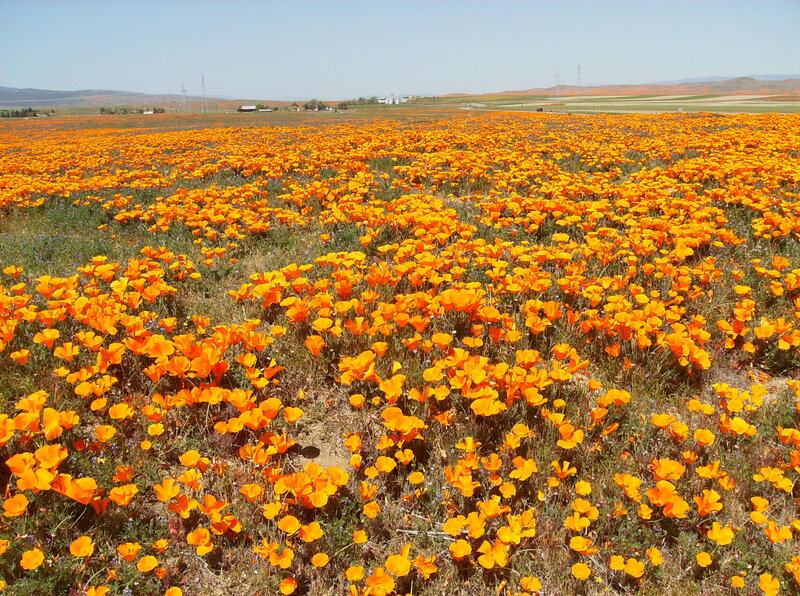 Field of orange poppies