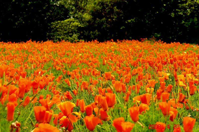 Field of Orange Poppies — Serene, Spring, Photograph