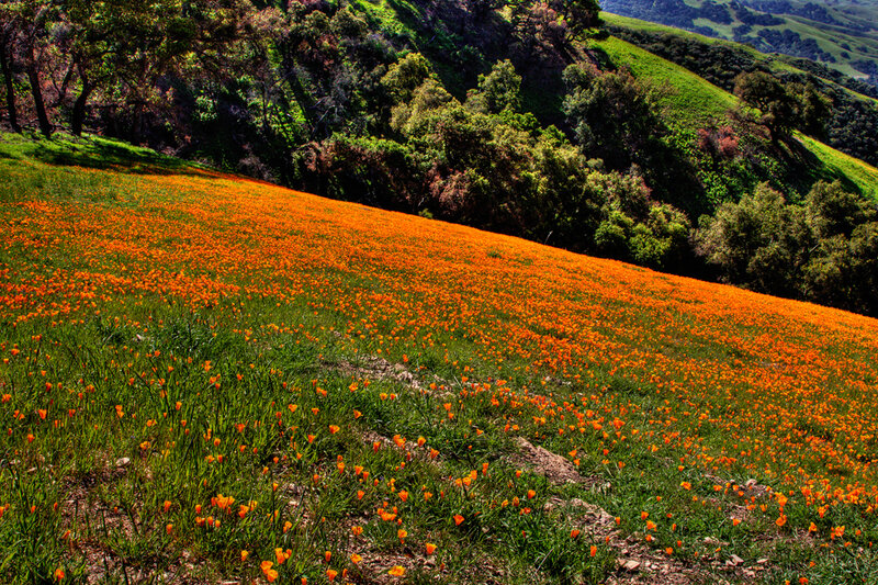 Field of Orange Poppies — Serene, Spring