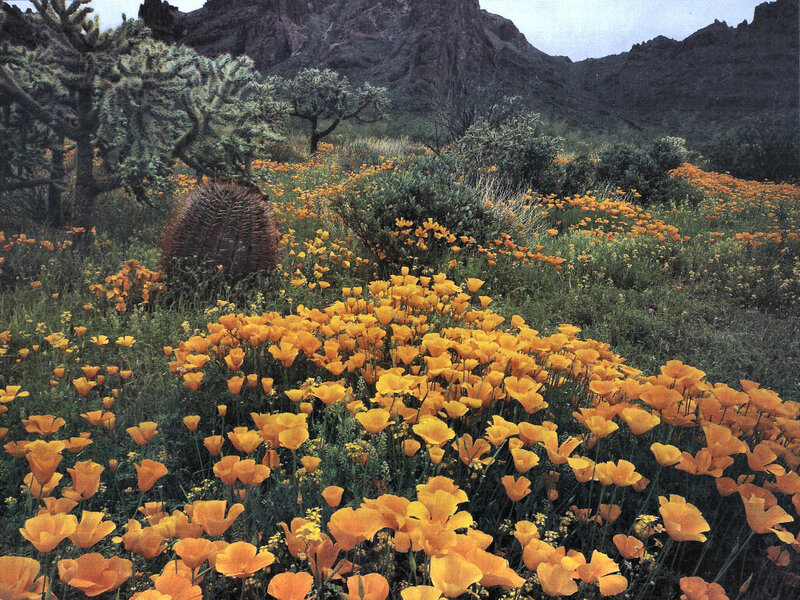 Field of Orange Poppies — Serene