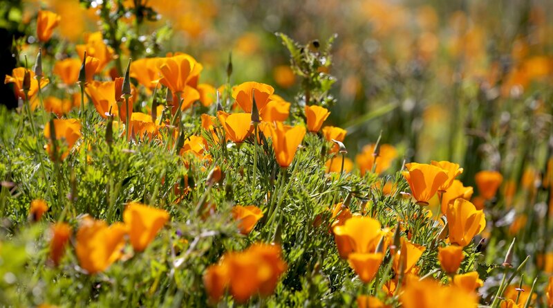 Field of orange poppies