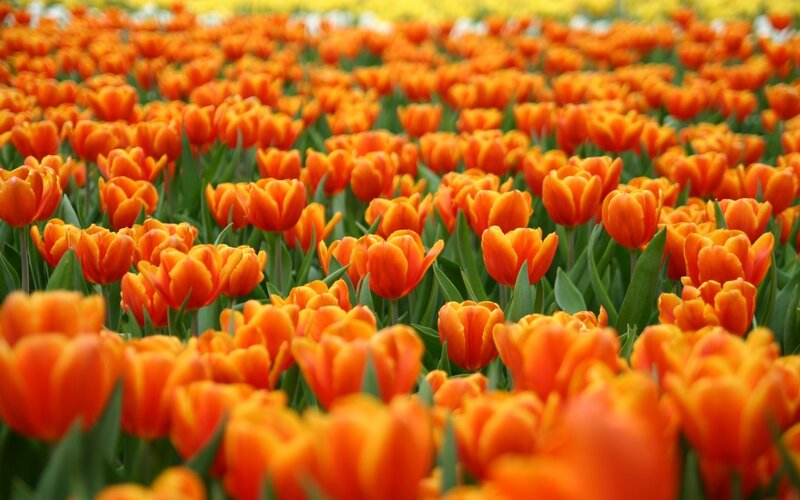 field of orange tulips