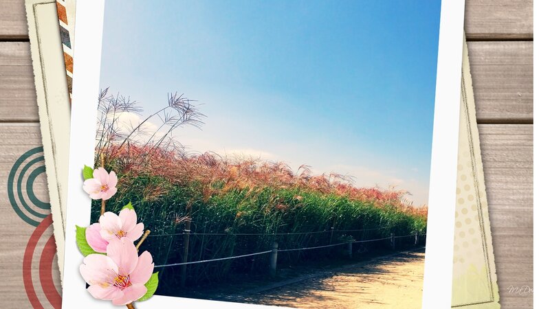 Field of Pampas Grass