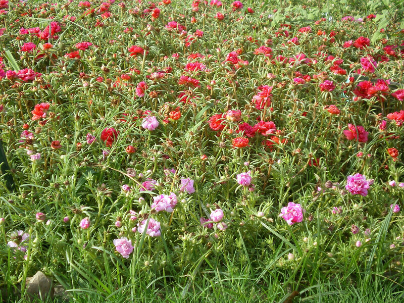 Field of pink and red flowers