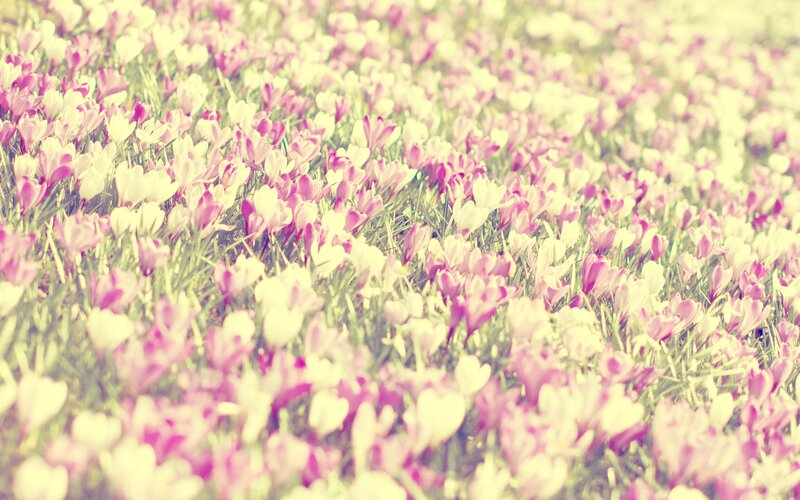 field of pink and white crocuses