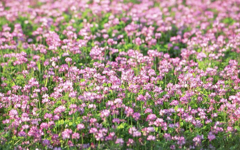 field of pink clover flowers