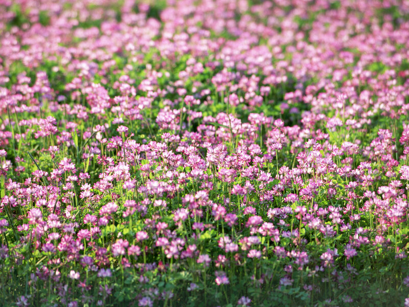 Field of Pink Clover
