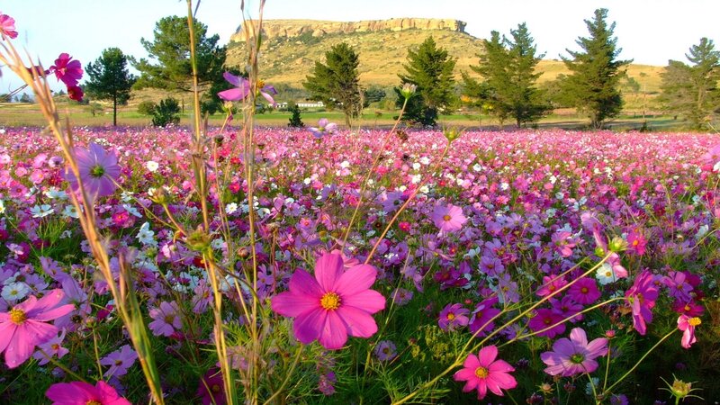 Field of pink cosmos flowers