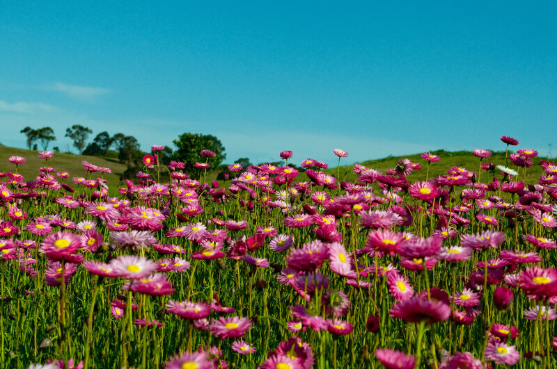 Field of Pink Daisies