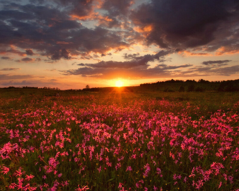 Field of Pink Flowers — Dramatic, Sunset