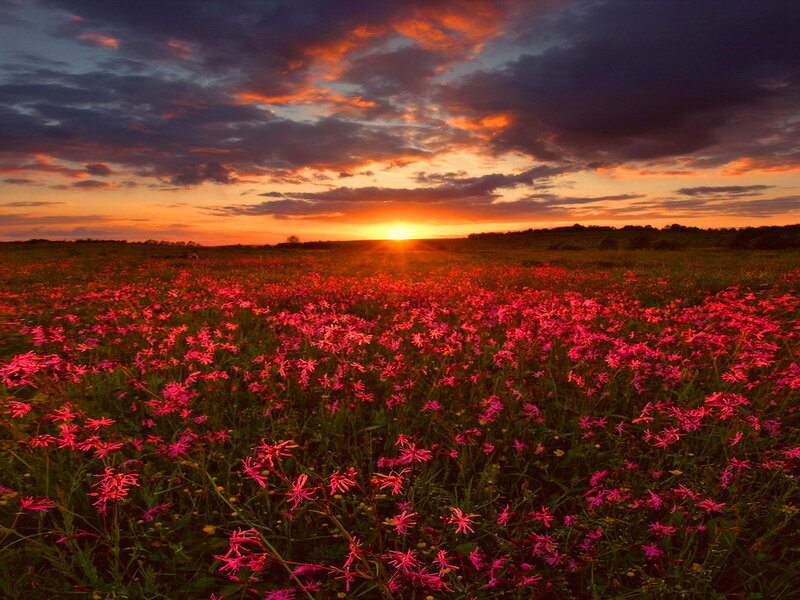 Field of Pink Flowers — Dramatic
