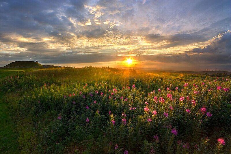 Field of Pink Flowers — Green, Dramatic