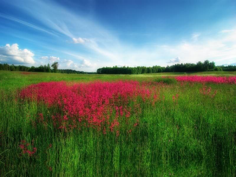 Field of Pink Flowers — Green
