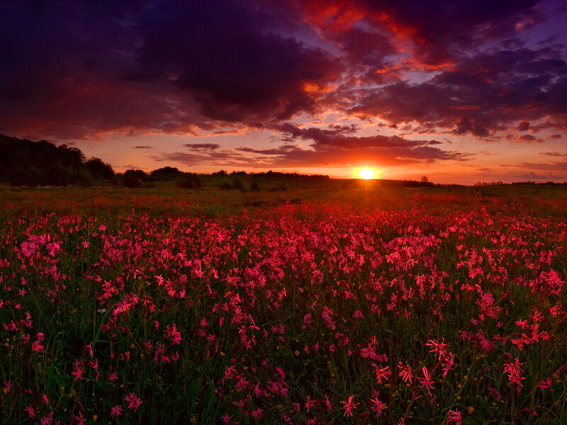Field of Pink Flowers — Red