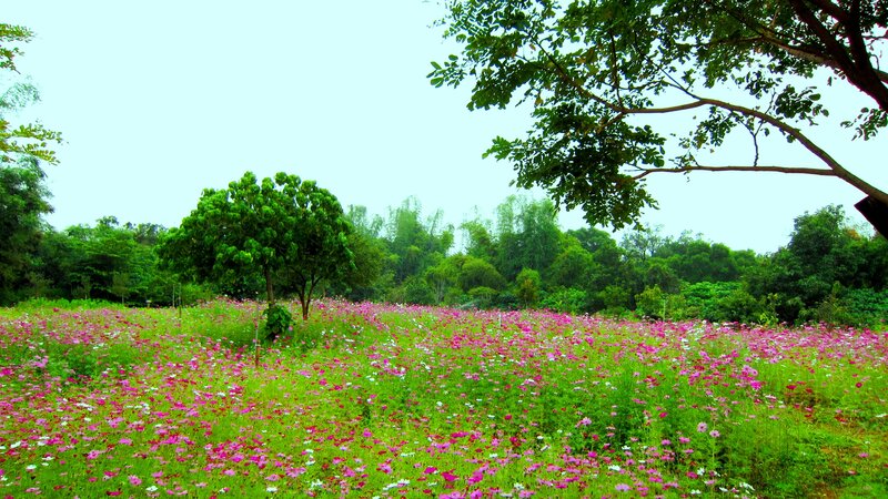 Field of Pink Flowers — Serene, Afternoon, Photograph