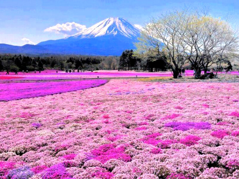Field of Pink Flowers — Serene, Spring, Photograph, Mountain