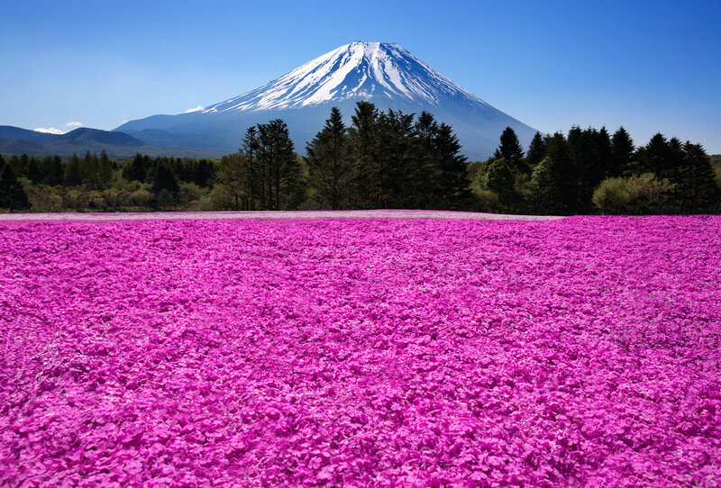 Field of Pink Flowers — Serene, Spring, Photograph, Mountain, Trees