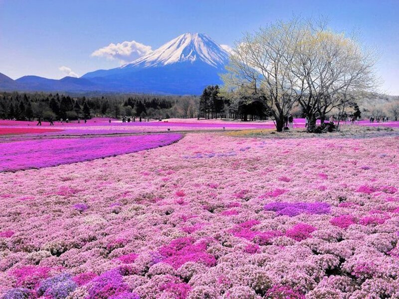Field of Pink Flowers — Serene, Spring