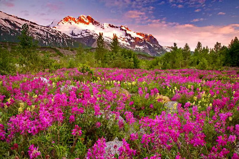 Field of Pink Flowers — Serene, Sunset, Photograph