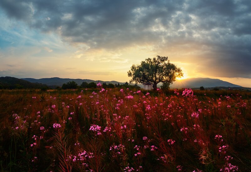 Field of Pink Flowers — Serene, Sunset, Photograph, Tree