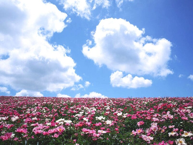 Field of Pink Flowers — Serene