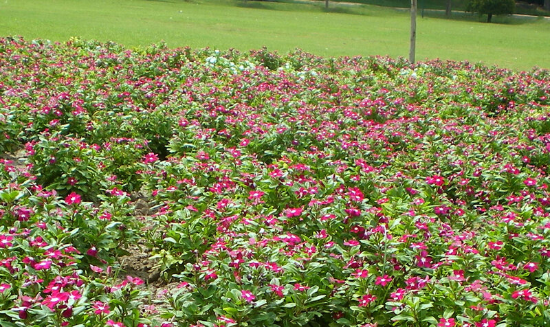 Field of pink flowers