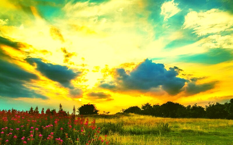 Field of Pink Flowers — Yellow