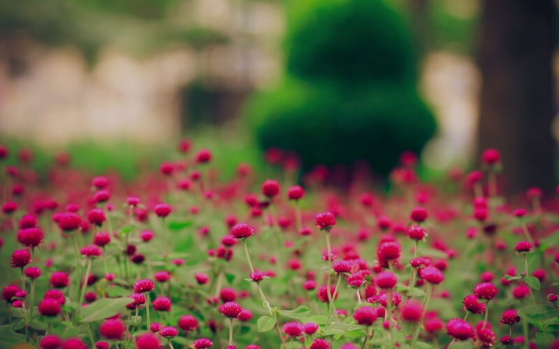 Field of pink globe amaranth flowers
